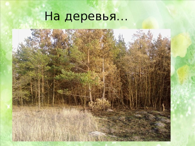 На деревья… 