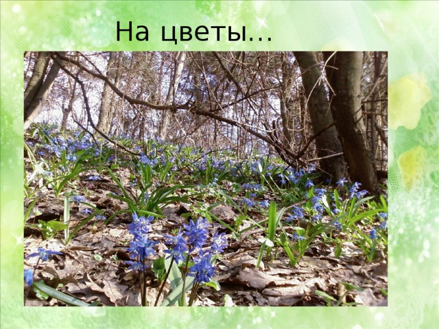 На цветы… 