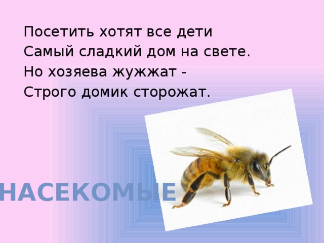 Посетить хотят все дети Самый сладкий дом на свете. Но хозяева жужжат - Строго домик сторожат. НАСЕКОМЫЕ 