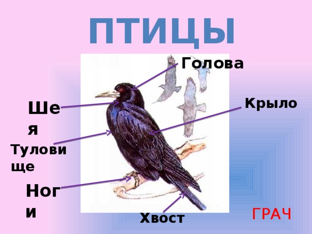 Птицы Голова Крыло Шея Туловище Ноги ГРАЧ Хвост 