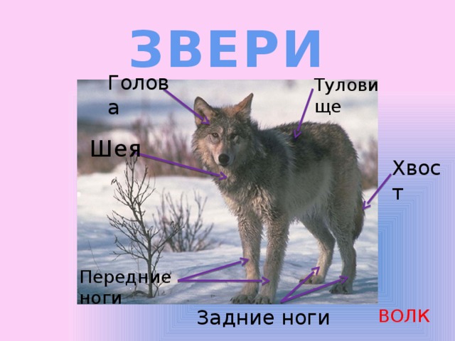ЗВЕРИ Голова Туловище Шея Хвост Передние ноги ВОЛК Задние ноги 