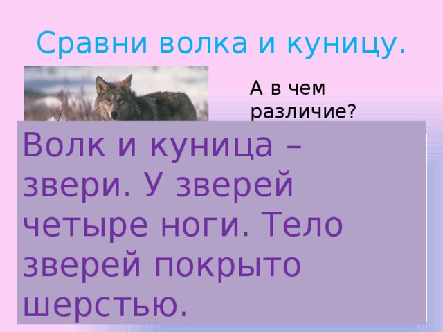 Сравни волка и куницу. А в чем различие? Волк и куница – звери. У зверей четыре ноги. Тело зверей покрыто шерстью. В чем сходство этих зверей? 