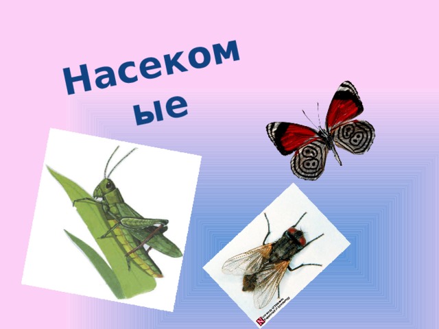 Насекомые 