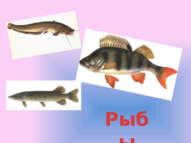 Рыбы 
