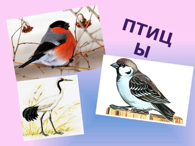 Птицы 