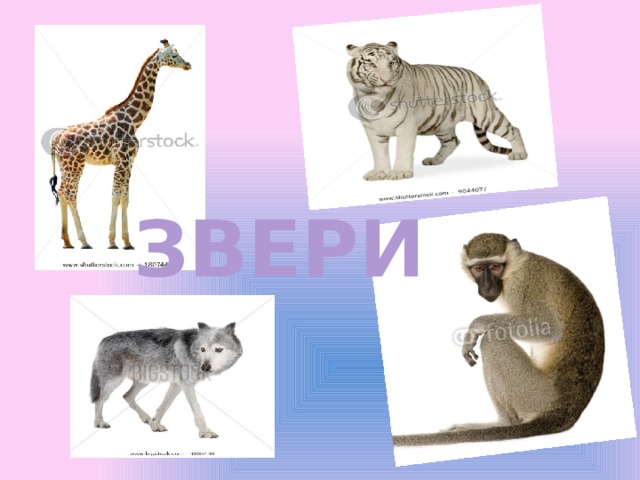 ЗВЕРИ 