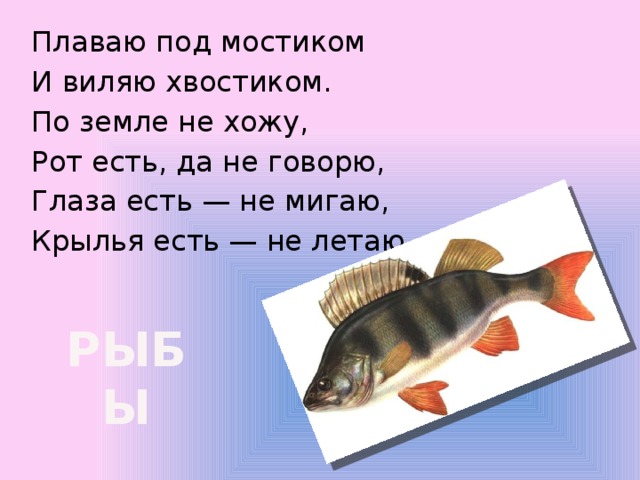 Плаваю под мостиком И виляю хвостиком. По земле не хожу, Рот есть, да не говорю, Глаза есть — не мигаю, Крылья есть — не летаю. РЫБЫ 