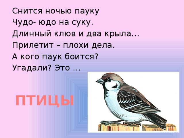 Снится ночью пауку Чудо- юдо на суку. Длинный клюв и два крыла… Прилетит – плохи дела. А кого паук боится? Угадали? Это … ПТИЦЫ 