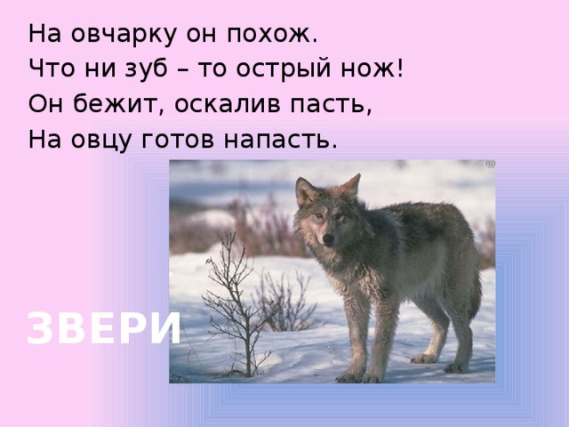 На овчарку он похож. Что ни зуб – то острый нож! Он бежит, оскалив пасть, На овцу готов напасть. ЗВЕРИ 