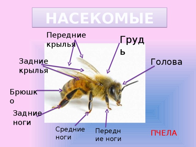 НАСЕКОМЫЕ Передние крылья Грудь Голова Задние крылья Брюшко Задние ноги Средние ноги Передние ноги ПЧЕЛА 