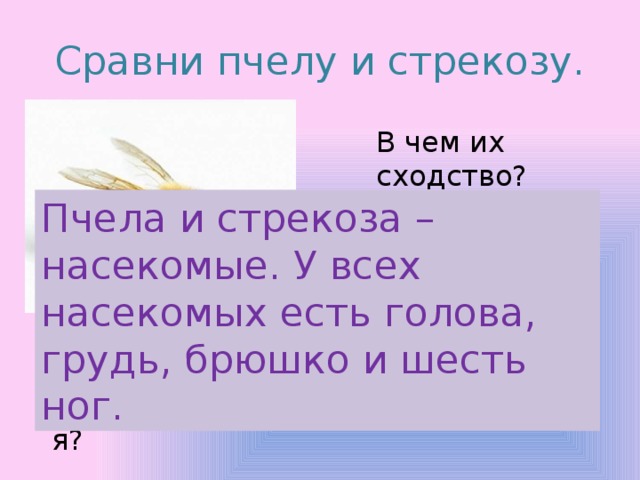 Сравни пчелу и стрекозу. В чем их сходство? Пчела и стрекоза – насекомые. У всех насекомых есть голова, грудь, брюшко и шесть ног. Чем они различаются? 