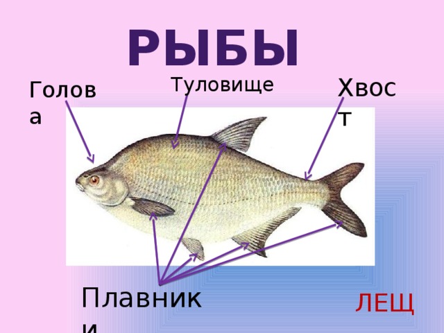 РЫБЫ Туловище Хвост Голова Плавники ЛЕЩ 
