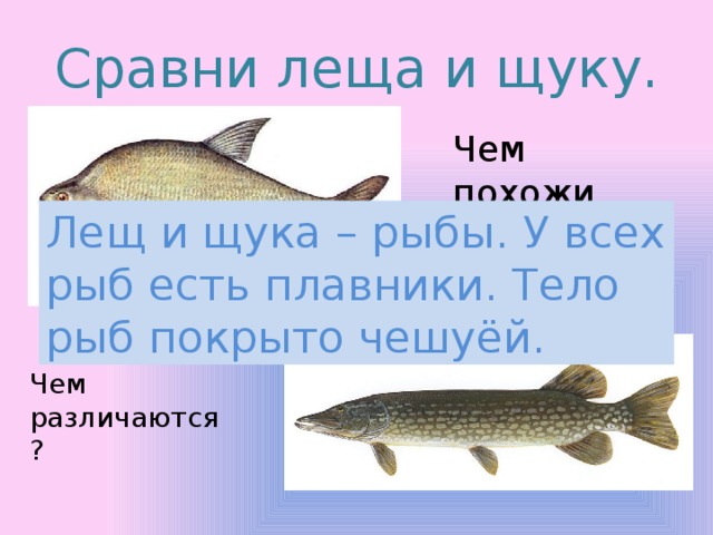 Сравни леща и щуку. Чем похожи эти рыбы? Лещ и щука – рыбы. У всех рыб есть плавники. Тело рыб покрыто чешуёй. Чем различаются? 
