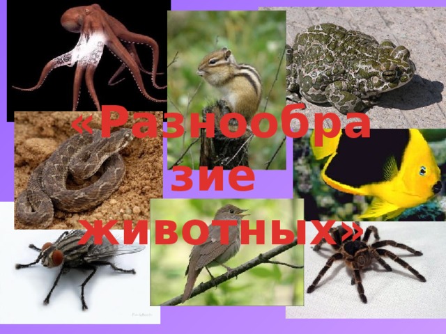 «Разнообразие животных» 