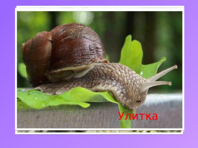 Гребешок Улитка Осьминог Тридакна Ампулярия 