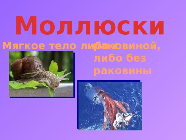 Моллюски Мягкое тело либо с раковиной, либо без раковины 