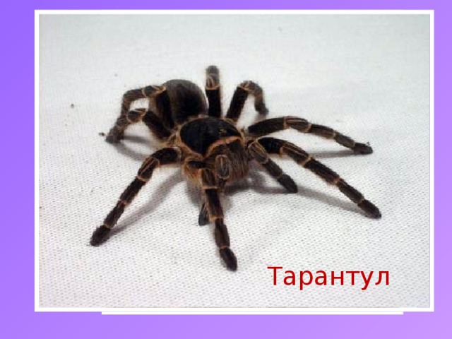 Тарантул Каракурт Паук-крестовик 