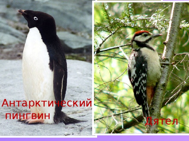 Антарктический  пингвин Кукушка Сорока Скворец Снегирь Галка Соловей Дятел 