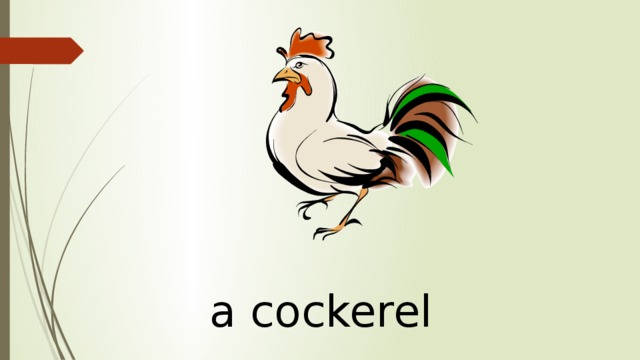 a cockerel 