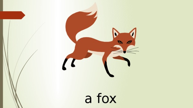 a fox 