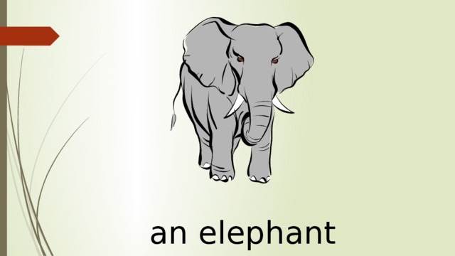 an elephant 
