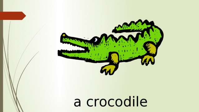 a crocodile 