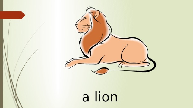 a lion 