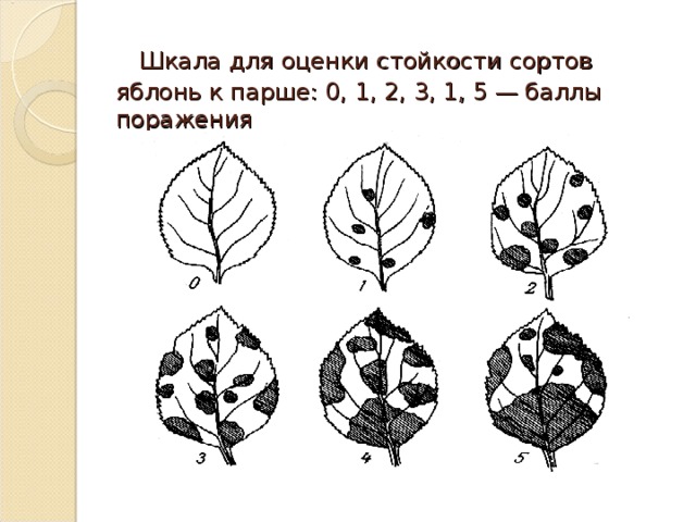  Шкала для оценки стойкости сортов яблонь к парше: 0, 1, 2, 3, 1, 5 — баллы поражения 