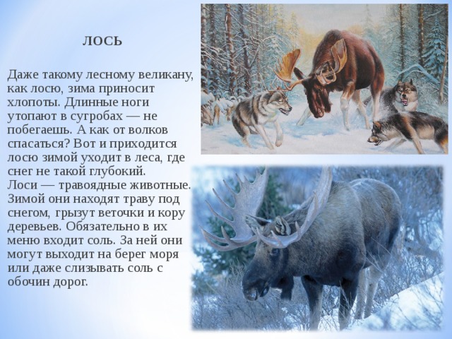 ЛОСЬ  Даже такому лесному великану, как лосю, зима приносит хлопоты. Длинные ноги утопают в сугробах — не побегаешь. А как от волков спасаться? Вот и приходится лосю зимой уходит в леса, где снег не такой глубокий.   Лоси — травоядные животные. Зимой они находят траву под снегом, грызут веточки и кору деревьев. Обязательно в их меню входит соль. За ней они могут выходит на берег моря или даже слизывать соль с обочин дорог.  