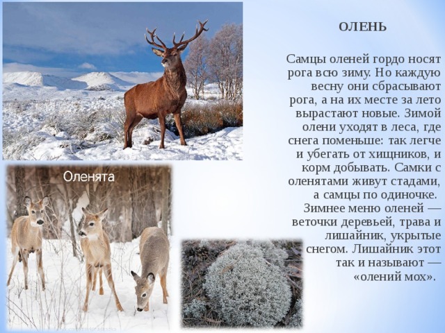 ОЛЕНЬ  Самцы оленей гордо носят рога всю зиму. Но каждую весну они сбрасывают рога, а на их месте за лето вырастают новые. Зимой олени уходят в леса, где снега поменьше: так легче и убегать от хищников, и корм добывать. Самки с оленятами живут стадами, а самцы по одиночке.   Зимнее меню оленей — веточки деревьей, трава и лишайник, укрытые снегом. Лишайник этот так и называют — «олений мох».     