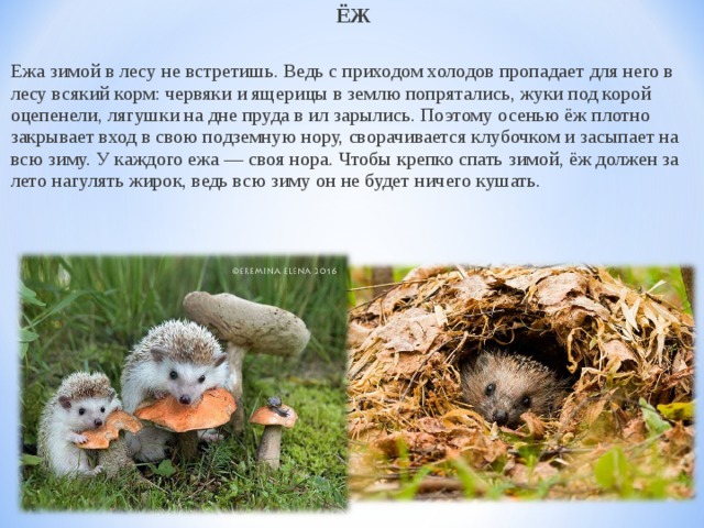 ЁЖ  Ежа зимой в лесу не встретишь. Ведь с приходом холодов пропадает для него в лесу всякий корм: червяки и ящерицы в землю попрятались, жуки под корой оцепенели, лягушки на дне пруда в ил зарылись. Поэтому осенью ёж плотно закрывает вход в свою подземную нору, сворачивается клубочком и засыпает на всю зиму. У каждого ежа — своя нора. Чтобы крепко спать зимой, ёж должен за лето нагулять жирок, ведь всю зиму он не будет ничего кушать.    