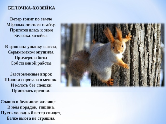 БЕЛОЧКА-ХОЗЯЙКА   Ветер гонит по земле   Мёрзлых листьев стайку.   Приготовилась к зиме  Белочка-хозяйка.   В срок она ушанку сшила,   Серым мехом опушила.   Примеряла боты   Собственной работы.    Заготовленные впрок   Шишки спрятала в мешок.   И колоть без спешки   Принялась орешки.   Славно в белкином жилище —   В нём порядок, тишина.   Пусть холодный ветер свищет,   Белке вьюга не страшна.    