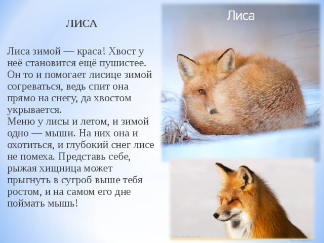 ЛИСА  Лиса зимой — краса! Хвост у неё становится ещё пушистее. Он то и помогает лисице зимой согреваться, ведь спит она прямо на снегу, да хвостом укрывается.   Меню у лисы и летом, и зимой одно — мыши. На них она и охотиться, и глубокий снег лисе не помеха. Представь себе, рыжая хищница может прыгнуть в сугроб выше тебя ростом, и на самом его дне поймать мышь!   