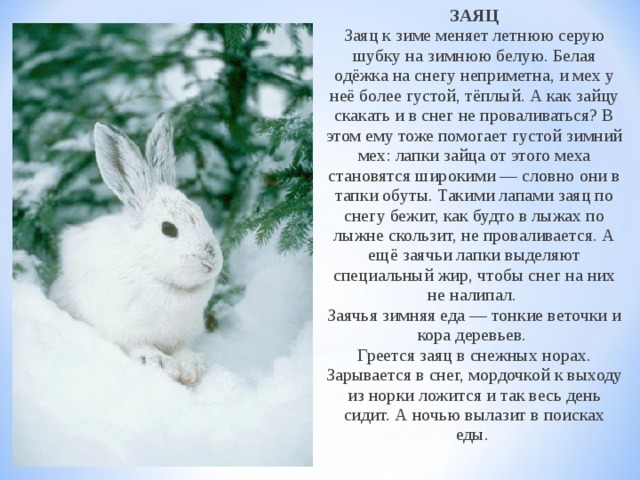 ЗАЯЦ  Заяц к зиме меняет летнюю серую шубку на зимнюю белую. Белая одёжка на снегу неприметна, и мех у неё более густой, тёплый. А как зайцу скакать и в снег не проваливаться? В этом ему тоже помогает густой зимний мех: лапки зайца от этого меха становятся широкими — словно они в тапки обуты. Такими лапами заяц по снегу бежит, как будто в лыжах по лыжне скользит, не проваливается. А ещё заячьи лапки выделяют специальный жир, чтобы снег на них не налипал.   Заячья зимняя еда — тонкие веточки и кора деревьев.   Греется заяц в снежных норах. Зарывается в снег, мордочкой к выходу из норки ложится и так весь день сидит. А ночью вылазит в поисках еды.    