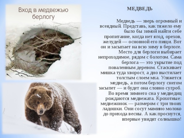 МЕДВЕДЬ  Медведь — зверь огромный и всеядный. Представь, как тяжело ему было бы зимой найти себе пропитание, когда нет ягод, орехов, желудей — основной его пищи. Вот он и засыпает на всю зиму в берлоге. Место для берлоги выбирает непроходимое, рядом с болотом. Сама берлога — это укрытие под поваленным деревом. Стаскивает мишка туда хворост, а дно выстилает толстым слоем мха. Уляжется медведь, а потом берлогу снегом засыпет — и будет она словно сугроб. Во время зимнего сна у медведиц рождаются медвежата. Крохотные: медвежонок — размером с три твоих ладошки. Они сосут мамино молоко до прихода весны. А как проснутся, впервые увидят солнышко!   