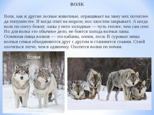 ВОЛК  Волк, как и другие лесные животные, отращивает на зиму мех потеплее да попушистее. И когда спит на морозе, нос хвостом закрывает. А когда волк по снегу бежит, лапы у него холодные — чуть теплее, чем сам снег. Но для волка это обычное дело, не боятся холода волчьи лапы.   Основная пища волков — это кабаны, олени, лоси. В суровые зимы волчьи семьи объединяются друг с другом и становятся стаями. Стаей охотиться легче, чем в одиночку. Охотятся волки по ночам.    