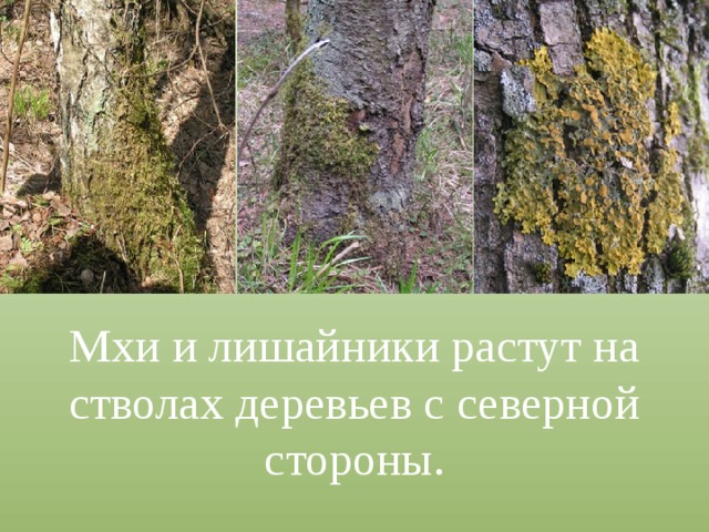 Мхи и лишайники растут на стволах деревьев с северной стороны. 