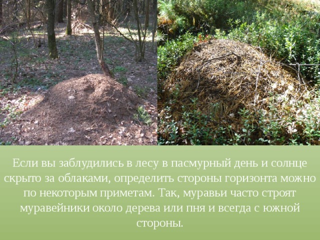 Если вы заблудились в лесу в пасмурный день и солнце скрыто за облаками, определить стороны горизонта можно по некоторым приметам. Так, муравьи часто строят муравейники около дерева или пня и всегда с южной стороны. 