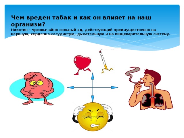 Чем вреден табак и как он влияет на наш организм?  Никотин – чрезвычайно сильный яд, действующий преимущественно на нервную, сердечно-сосудистую, дыхательную и на пищеварительную систему.   