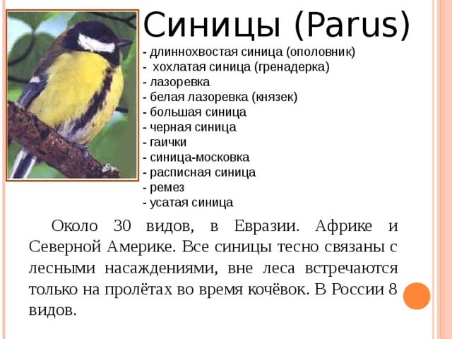 Синицы (Parus) - длиннохвостая синица (ополовник) - хохлатая синица (гренадерка) - лазоревка - белая лазоревка (князек) - большая синица - черная синица - гаички - синица-московка - расписная синица - ремез - усатая синица Около 30 видов, в Евразии. Африке и Северной Америке. Все синицы тесно связаны с лесными насаждениями, вне леса встречаются только на пролётах во время кочёвок. В России 8 видов. 