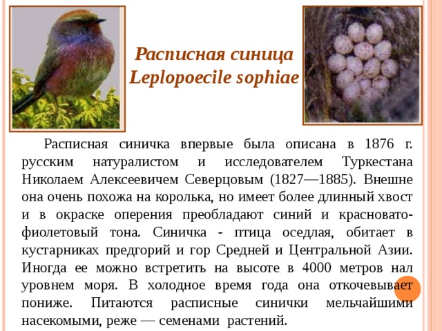 Расписная синица Leplopoecile sophiae Расписная синичка впервые была описана в 1876 г. русским натуралистом и исследователем Туркестана Николаем Алексеевичем Северцовым (1827—1885). Внешне она очень похожа на королька, но имеет более длинный хвост и в окраске оперения преобладают синий и красновато-фиолетовый тона. Синичка - птица оседлая, обитает в кустарниках предгорий и гор Средней и Центральной Азии. Иногда ее можно встретить на высоте в 4000 метров нал уровнем моря. В холодное время года она откочевывает пониже. Питаются расписные синички мельчайшими насекомыми, реже — семенами растений. 