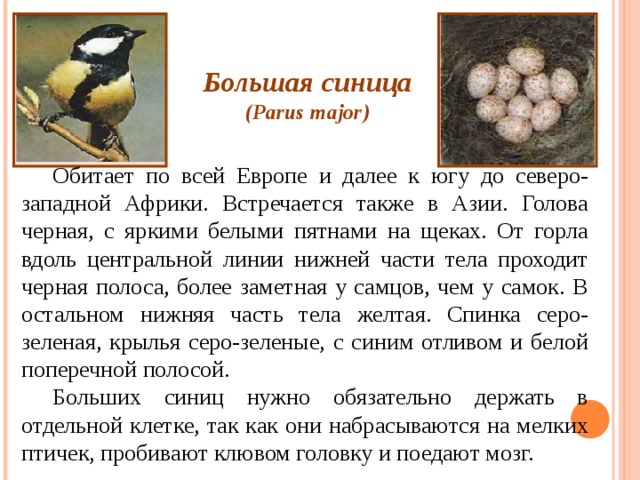 Большая синица (Parus major) Обитает по всей Европе и далее к югу до северо-западной Африки. Встречается также в Азии. Голова черная, с яркими белыми пятнами на щеках. От горла вдоль центральной линии нижней части тела проходит черная полоса, более заметная у самцов, чем у самок. В остальном нижняя часть тела желтая. Спинка серо-зеленая, крылья серо-зеленые, с синим отливом и белой поперечной полосой. Больших синиц нужно обязательно держать в отдельной клетке, так как они набрасываются на мелких птичек, пробивают клювом головку и поедают мозг. 