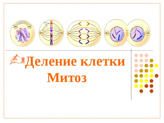                        Деление клетки Митоз  