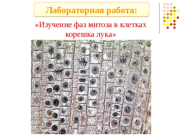 Лабораторная работа: «Изучение фаз митоза в клетках корешка лука» 