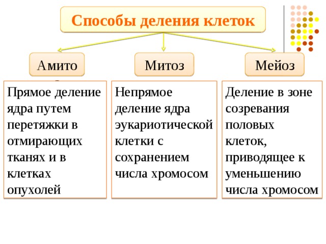 Способы деления клеток Амитоз Митоз Мейоз Прямое деление ядра путем перетяжки в отмирающих тканях и в клетках опухолей Непрямое деление ядра эукариотической клетки с сохранением числа хромосом Деление в зоне созревания половых клеток, приводящее к уменьшению числа хромосом 