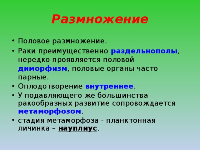 Размножение Половое размножение. Раки преимущественно раздельнополы , нередко проявляется половой диморфизм , половые органы часто парные. Оплодотворение внутреннее . У подавляющего же большинства ракообразных развитие сопровождается метаморфозом . стадия метаморфоза - планктонная личинка – науплиус . 