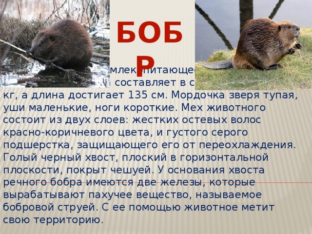 БОБР Бобр – полуводное млекопитающее. Масса тела речного бобра составляет в среднем около 23 кг, а длина достигает 135 см. Мордочка зверя тупая, уши маленькие, ноги короткие. Мех животного состоит из двух слоев: жестких остевых волос красно-коричневого цвета, и густого серого подшерстка, защищающего его от переохлаждения. Голый черный хвост, плоский в горизонтальной плоскости, покрыт чешуей. У основания хвоста речного бобра имеются две железы, которые вырабатывают пахучее вещество, называемое бобровой струей. С ее помощью животное метит свою территорию. 