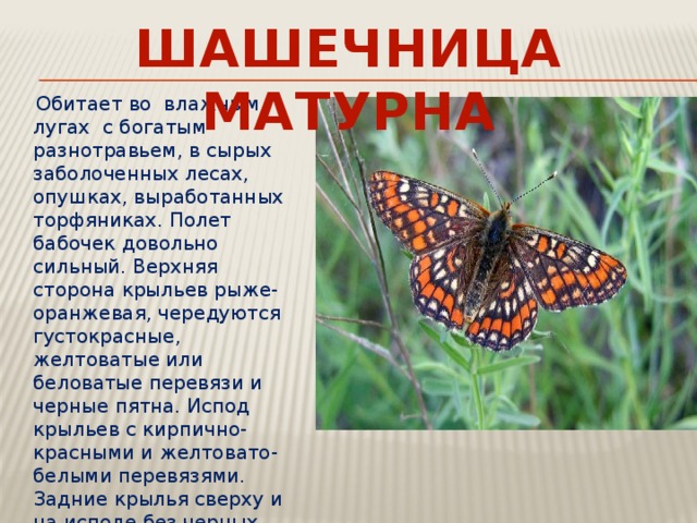 ШАШЕЧНИЦА МАТУРНА  Обитает во влажным лугах с богатым разнотравьем, в сырых заболоченных лесах, опушках, выработанных торфяниках. Полет бабочек довольно сильный. Верхняя сторона крыльев рыже-оранжевая, чередуются густокрасные, желтоватые или беловатые перевязи и черные пятна. Испод крыльев с кирпично-красными и желтовато-белыми перевязями. Задние крылья сверху и на исподе без черных точек на оранжевой перевязи перед краем. Вид находится под угрозой исчезновения. 