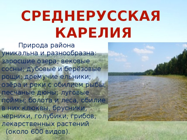 СРЕДНЕРУССКАЯ КАРЕЛИЯ  Природа района уникальна и разнообразна: заросшие озера; вековые сосны; дубовые и берёзовые рощи; дремучие ельники; озёра и реки с обилием рыбы; песчаные дюны; луговые поймы; болота и леса, обилие в них клюквы, брусники, черники, голубики, грибов, лекарственных растений (около 600 видов).  