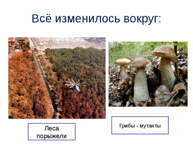 Всё изменилось вокруг: Грибы - мутанты Леса порыжели 